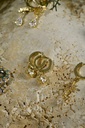 Golden shiny pendants